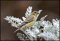 _B213686 lesser goldfinch female